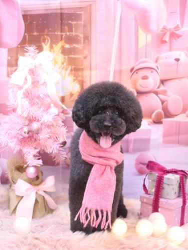 20241230ラブくん